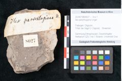 Foto (Objekt + Etikett) von Ilex parschlugiana Unger (NHMW-GEO-2024-0188-8027)